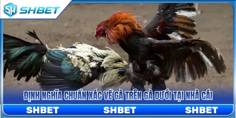Tìm hiểu khái niệm gà trên gà dưới SHBET