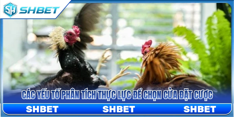 Yếu tố phân tích thực lực để chọn cửa đặt cược