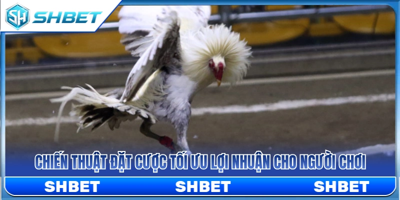 Kinh nghiệm cược tối ưu lợi nhuận cho người chơi