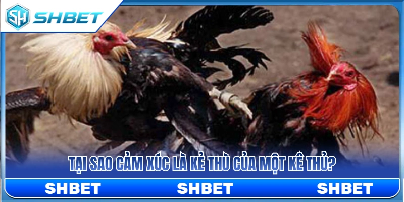 Vì sao kê thủ cần giữ cái đầu lạnh khi xuống tiền? 
