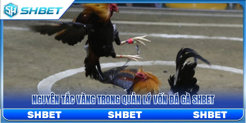 Bí quyết quản lý vốn đá gà SHBET hiệu quả 